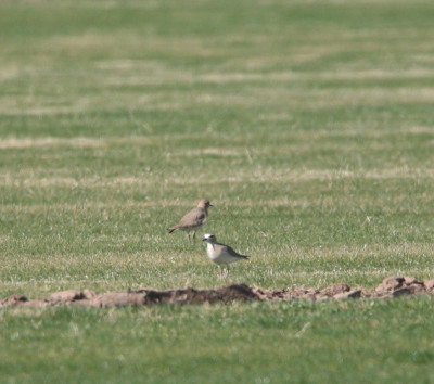 Mountain Plover 2