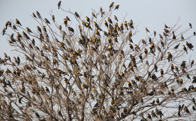 Yellow-headed Blackbird