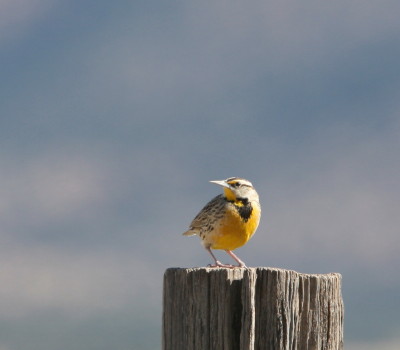 Western Meadow Lark