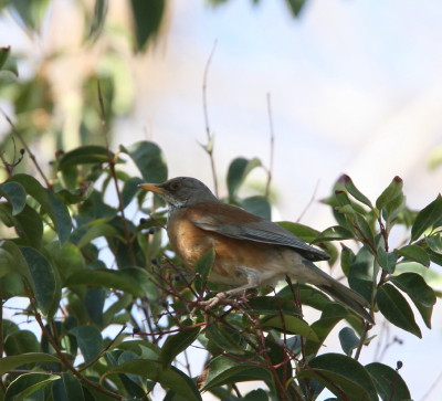 Rufous-backed Robin 3