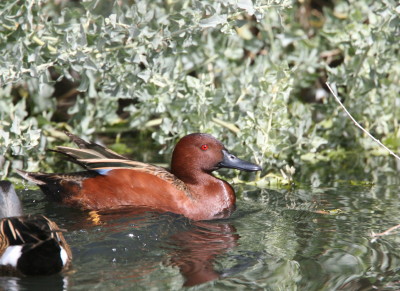 Cinnamon Teal 1