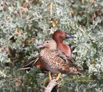 Cinnamon Teal 2