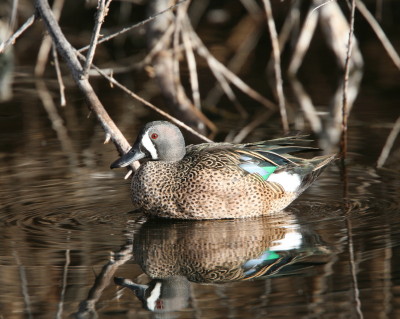 Blue-winged Teal 1