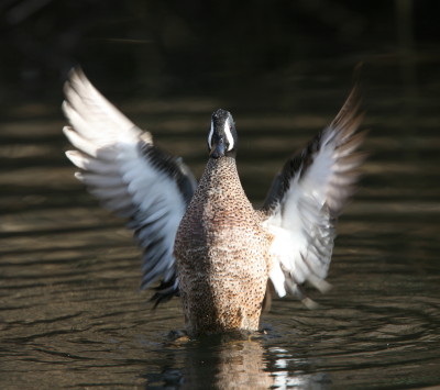 Blue-winged Teal 2