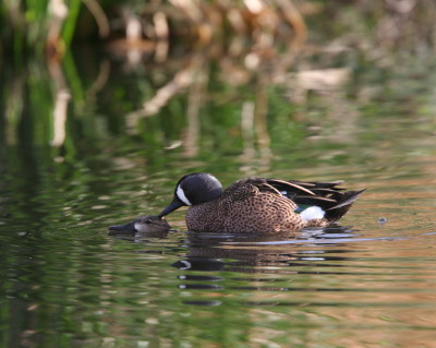 Blue-winged Teal 3