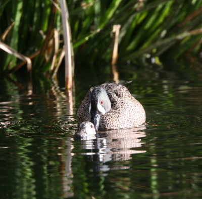 Blue-winged Teal 4