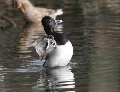 Ring-necked Duk