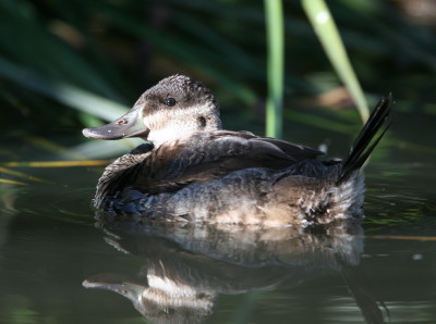 Ruddy Duck 5453