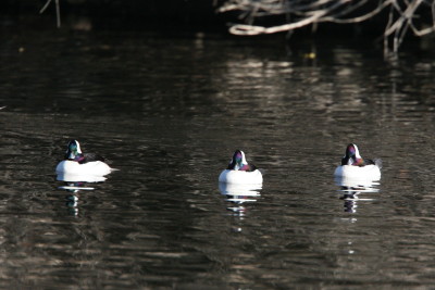 Bufflehead 5611