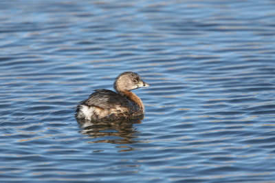 Pied-billed Grebe 5643