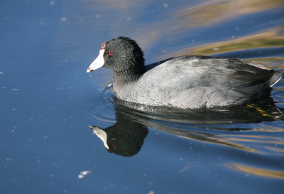 American Coot 5426