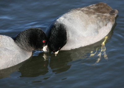 American Coot 5678