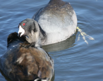 American Coot 5681