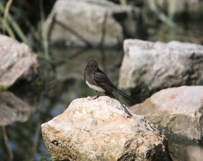 Black Phoebe