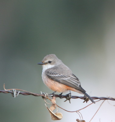 Vermilion Flycatcher (F)