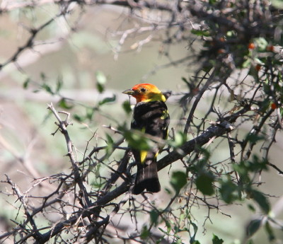 western Tanager