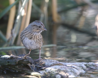 Lincolns Sparrow