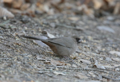 Aberts Towhee