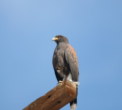 Harriss Hawk 1