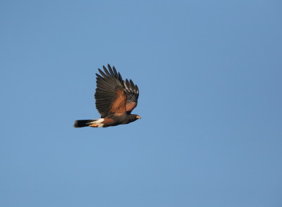 Harriss Hawk 2