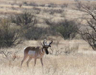 Pronghorn
