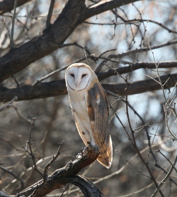 Barn Owl
