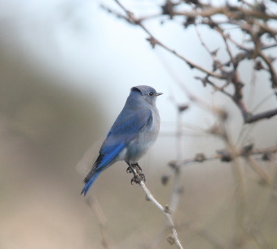 Mountain Bluebird
