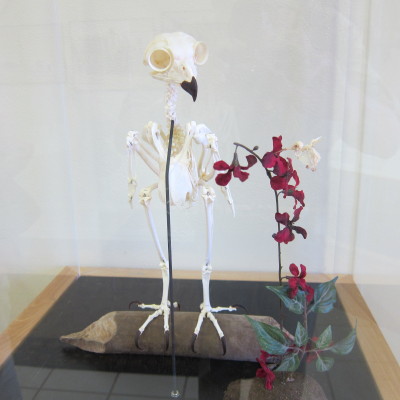 Skeleton
