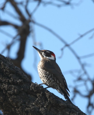Arizona Woodpecker