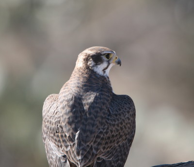 Praire Falcon