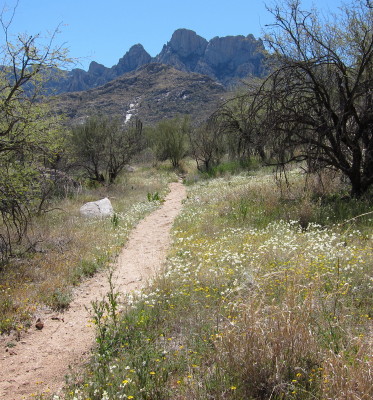 Trail & Wild Flower