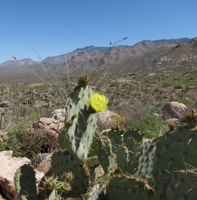 Cactus flower & Mt.