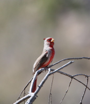 Pyrrhuloxia