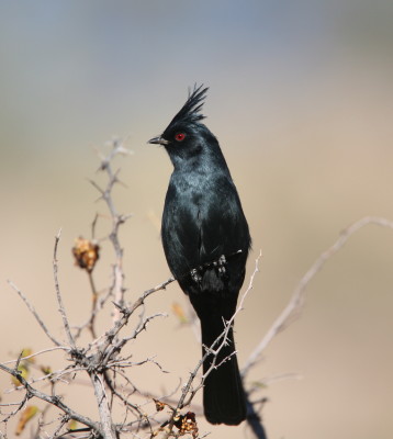 Phainopepla