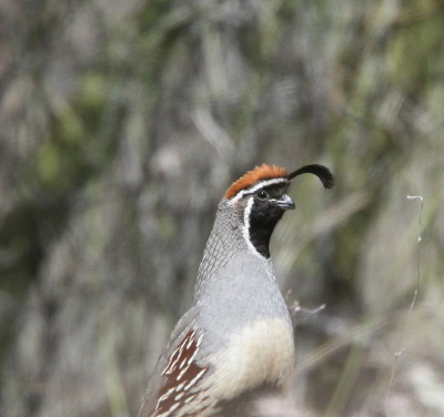 Gambels Quail