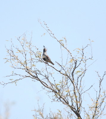 Gambels Quail singing