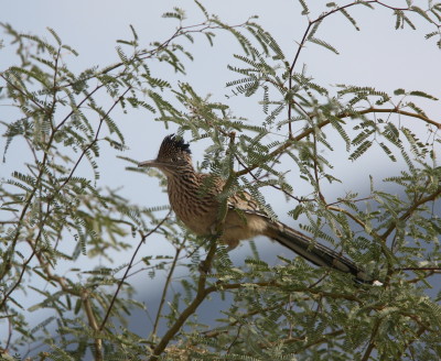 Greater Roadrunner