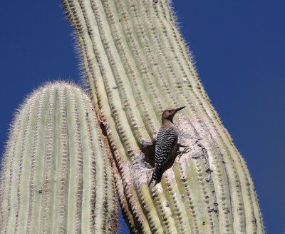 Gila Woodpecker