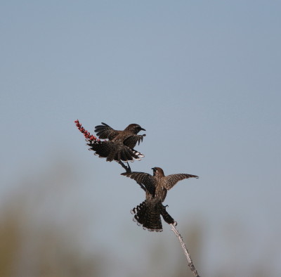 Cactus Wren