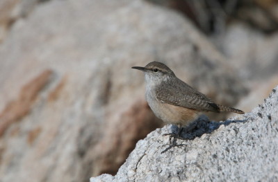 Rock Wren