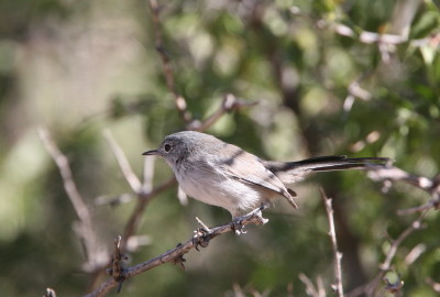 Black-tailed Gnatcatcher