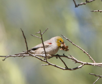 Verdin