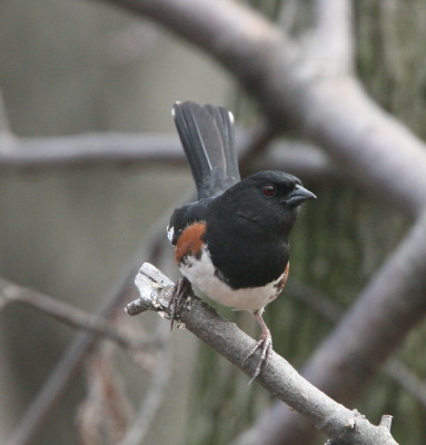 Eastern Towhee
