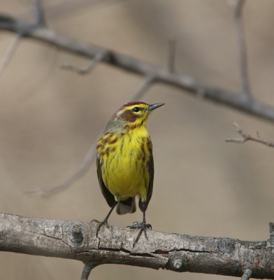 Palm Warbler