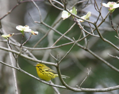 Prairie Warbler