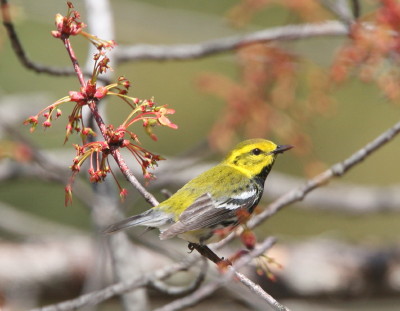 Black-throated Green Warbler