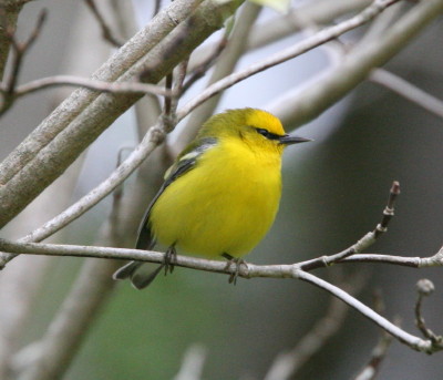 Blue-winged Warbler