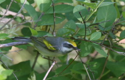 Golden-winged Warbler