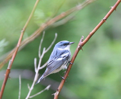 Cerulean Warbler