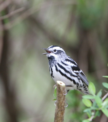 Black-and-White Warbler